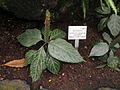 Aphelandra aurantiaca - Palmengarten Frankfurt - DSC01808.JPG