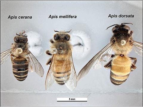 Bing apis. APIS dorsata laboriosa пчелы. Медоносная пчела APIS mellifera. Гималайская медоносная пчела размер. Гигантская пчела (APIS dorsata).
