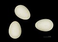 vejce rorýse šedohnědého