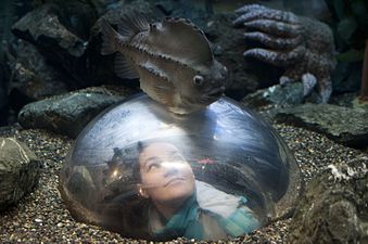 Visitors can view aquatic life from domes