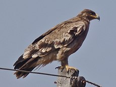 Aquila nipalensis Steppe Eagle.jpg