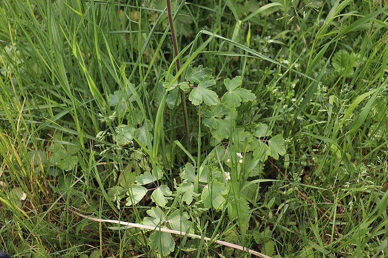 File:Aquilegia vulgaris leafs. Jur'evo.jpg