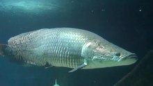 Datei:Arapaima gigas 2014 11 08.ogv