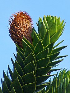 Araucaria araucana Cone