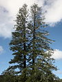 Araucaria heterophylla Norfolk Island 11.jpg