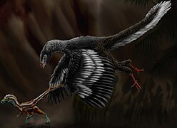 Archaeopteryx lithographica (Archaeopterygiformes).