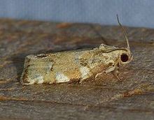 Archips semiferana - Hrastov moljac (14107601369) .jpg