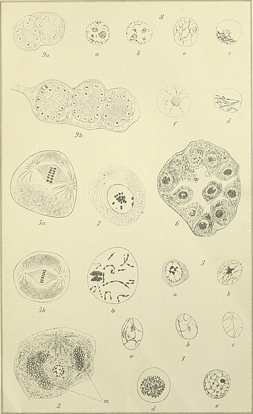 File:Archiv für Naturgeschichte (1915) (19710028744).jpg