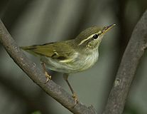 Arktischer Warbler 4683b.jpg