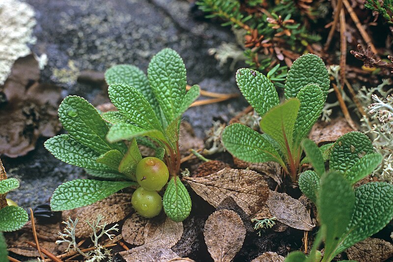 File:Arctostaphylos alpinus 2000-07-24 Karelia RU.jpg