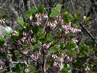 Green Manzanita (Arctostaphylos patula)