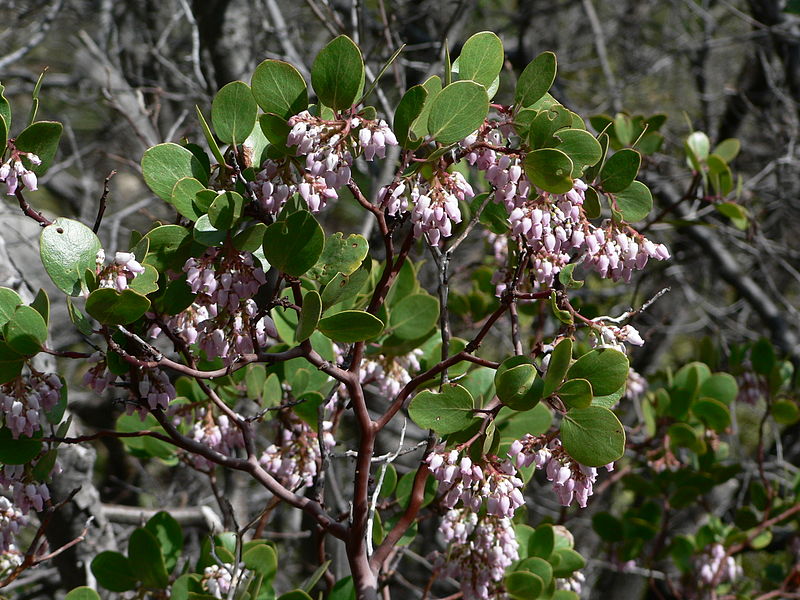 File:Arctostaphylos patula 08398.JPG