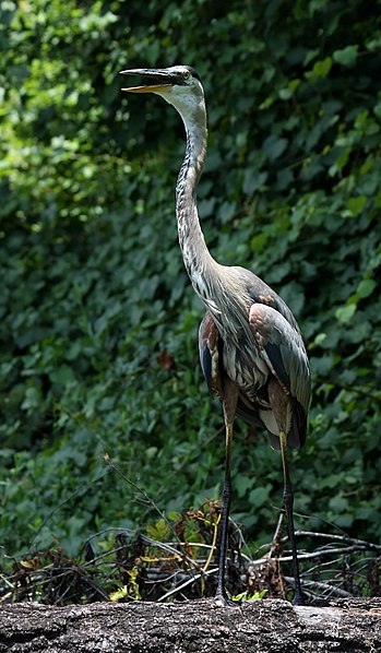 File:Ardea herodias (panting).jpg