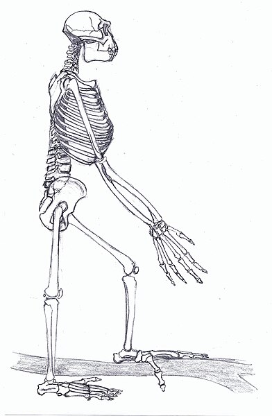 File:Ardipithecus Gesamt1.jpg