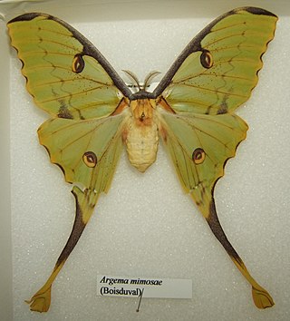 <i>Argema mimosae</i> Species of moth