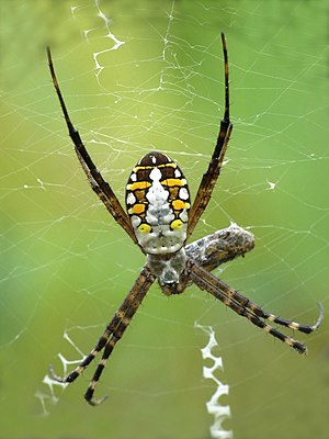 Argiope catenulata in Kadavoor.jpg