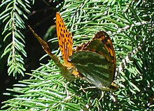 Argynnis paphia mating Argynnis paphia mating.jpg