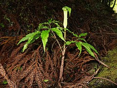 仏炎苞は葉より高い位置につき、偽茎部は葉柄よりはるかに長い。