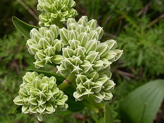 <i>Arnoglossum plantagineum</i> Species of flowering plant