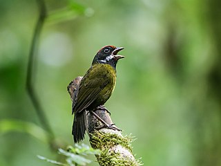 <span class="mw-page-title-main">Sooty-faced finch</span> Species of bird