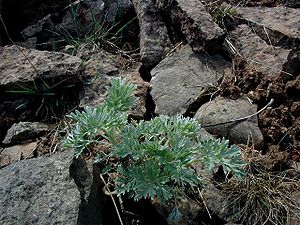 Artemisia Absinthium: Descripción, Distribución y hábitat, Historia