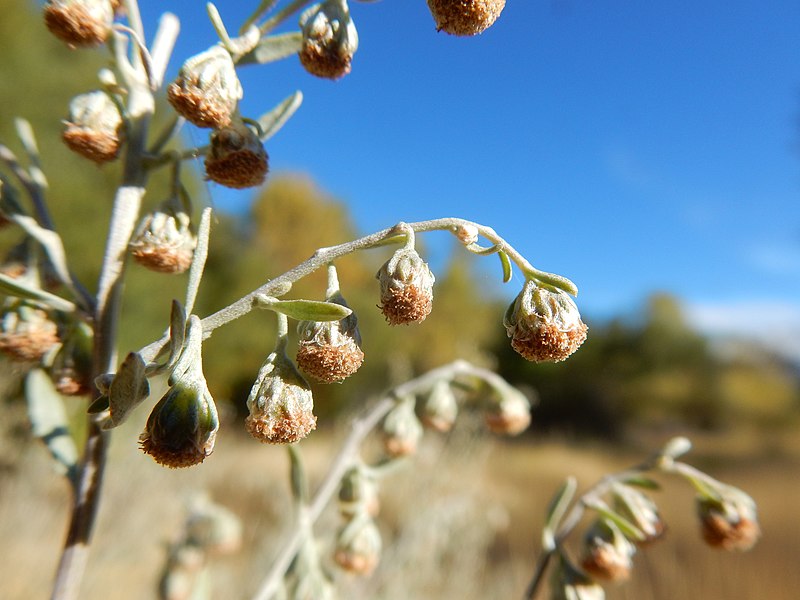 File:Artemisia absinthium - absinthium - Flickr - Matt Lavin (1).jpg