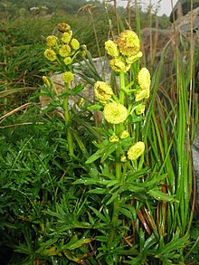 Artemisia arctica subsp. sachalinensis 1.JPG