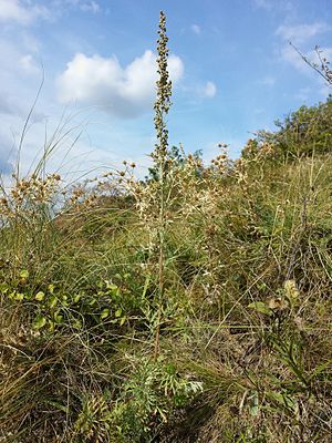Forest-steppe wormwood (Artemisia pancicii) on Bisamberg near Vienna
