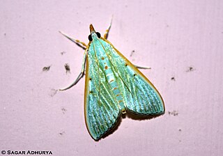 <i>Arthroschista hilaralis</i> Species of moth