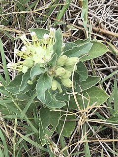 <i>Asclepias oenotheroides</i> Species of plant