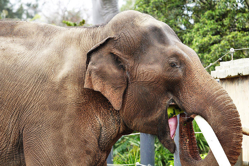 File:Asian elephant eating - melbourne zoo.jpg