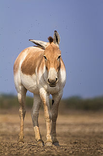 <span class="mw-page-title-main">Indian wild ass</span> Subspecies of onager