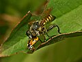 Laphria sp.