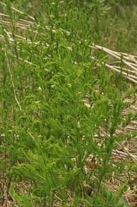 tankolisna šparoga, Asparagus tenuifolius