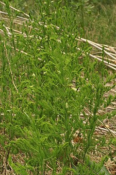tankolisna šparoga, Asparagus tenuifolius