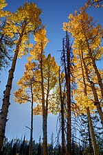 Thumbnail for File:Aspens (Populus tremuloides) during autumn.jpg