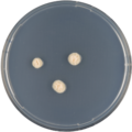 Aspergillus unilateralis growing on CYA plate