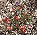 Astragalus lentiginosus