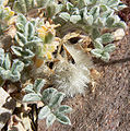 Astragalus purshii var tinctus 2.jpg