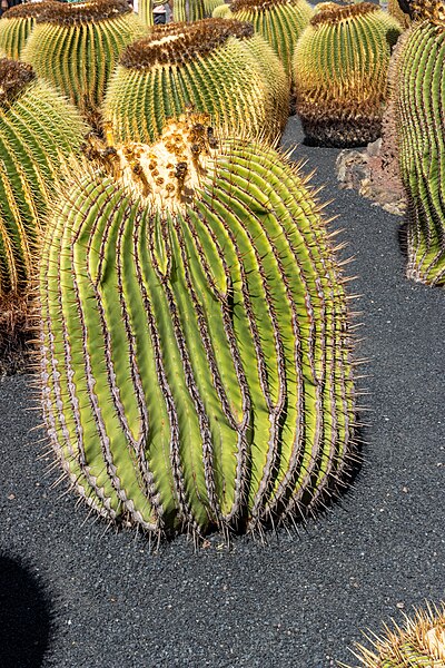 File:At Jardin de Cactus 2022 043.jpg