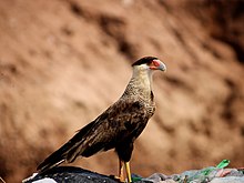 Carcará é uma espécie de ave de rapina da família dos falconídeos de presença comum em Araci
