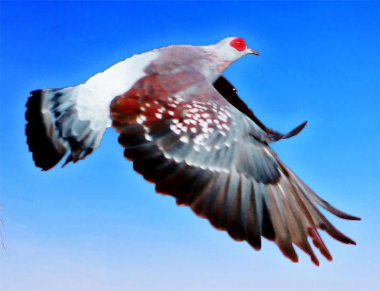 File:Awesome flying bird.jpg