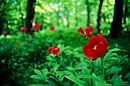 Paeonia officinalis growing in Hungary