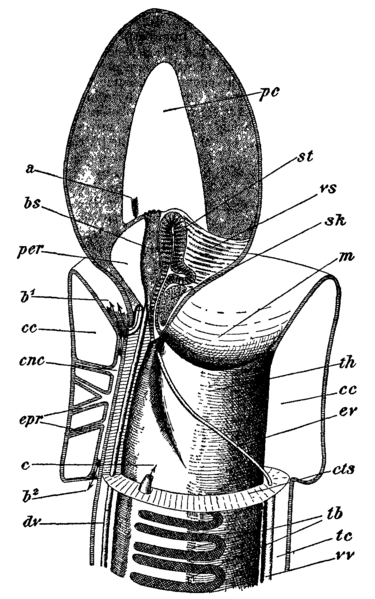 File:Balanoglossus 3.png