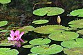 Français : Nénuphares photographiés dans le jardin de Balata en Martinique.