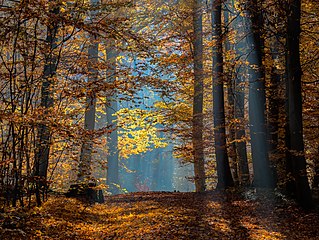 Bamberg Bruderwald Herbst-20151102-RM-110637.jpg