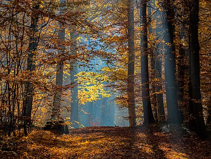 Forest in autumn with visible sun rays