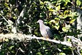 Band-tailed Pigeon Muddy Hollow Marin CA 2018-09-24 10-50-00 (43905314640).jpg