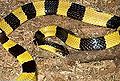 A Banded Krait from Indo-China.
