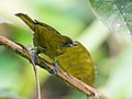 Bangsia flavovirens - Yellow-green Tanager 2 (cropped).jpg